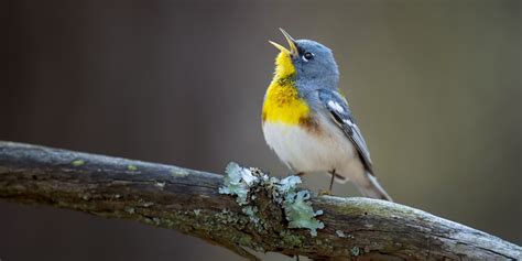 What's Treble in Music and Why Does It Sound Like a Bird's Morning Song?